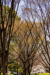 Obraz premium 小牧山山麓の公園の樹々