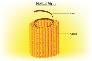 Biological illustration of helical virus (RNA plant virus)
