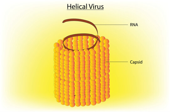 Biological Illustration Of Helical Virus (RNA Plant Virus)