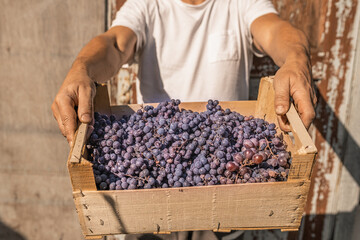 Harvesting grapes for wine production
