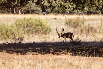 a herd of fallow deer graze on the mount of El Pardo, Madrid