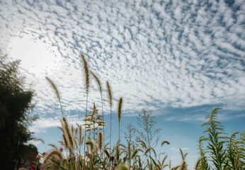 秋の空に浮かぶ鱗雲と猫じゃらし