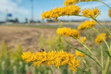 秋の花、背高泡立草と小さいカタツムリが乗る風景