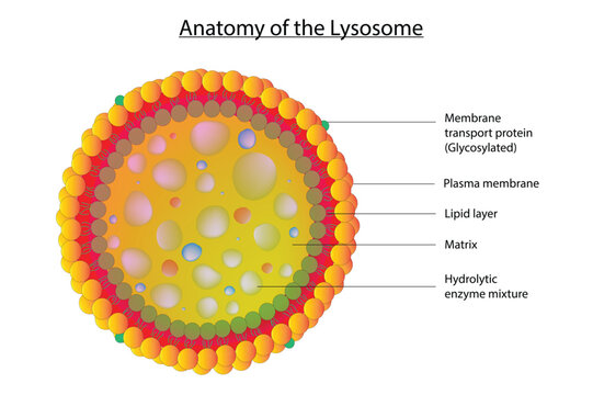 756 Best Lysosome Images Stock Photos Vectors Adobe Stock 756 Best Lysosome Images Stock Photos Vectors Adobe Stock