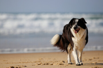 Un chien court sur la plage de la plage