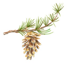 Christmas card. Pine branch with cone