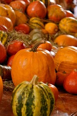 autumn mood. halloween. many bright yellow and orange pumpkins of different sizes. Pumpkin installation