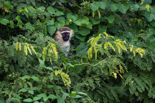 Green Monkey - Chlorocebus aethiops, beautiful popular monkey from West African bushes and forests, Murchison falls, Uganda.