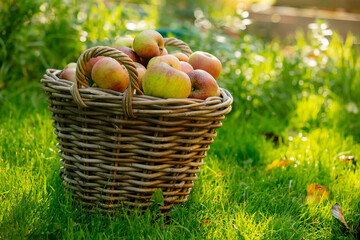 basket with apples on green grass in the garden
