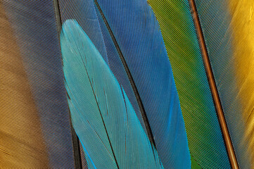 Fototapety  Detail of parrot feathers with bright colors.