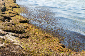 Lots of algae on the sandy Baltic Sea beach. Seaweed that was thrown ashore by waves.