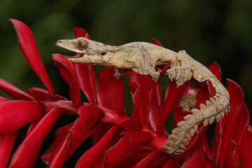 A Kuhl's flying gecko resting. This reptile has the scientific name Ptychozoon kuhli. 