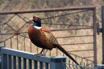 A male pheasant sitting on a metal fence