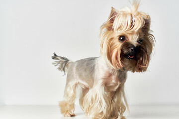 Yorkshire Terrier mammals friend of human isolated background