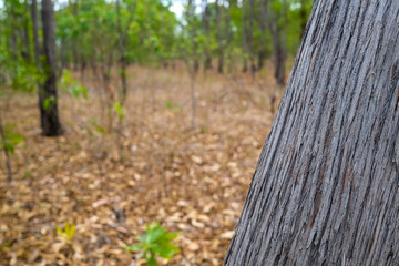 Forest in the Northern Territory of Australia