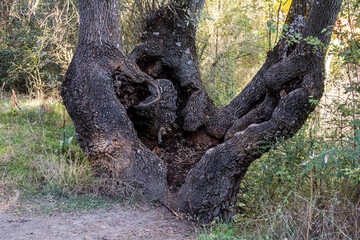 holm oak tree on the Monte de El Pardo in Madrid, natural public park