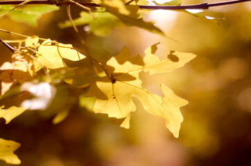 Yellow maple leaves on sunlight
