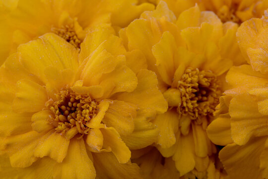 Tagetes garden flower. Tagetes patula background. French marigold bloom flowers