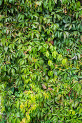  Parthenocissus quinquefolia, known as Virginia creeper, Victoria creeper, five-leaved ivy. Green...
