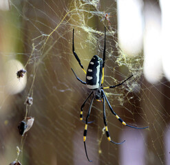 Giant Golden Orb-web Spider (Nephila pilipes) waiting for prey