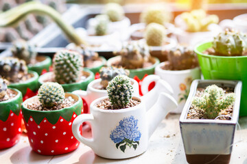 Cactus Close up top view background warm color