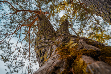 Fototapeta premium tree in the woods