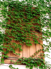 ivy covered wall