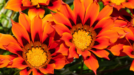 Orange Gazania flower