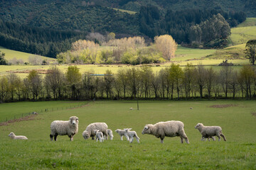 Group of sheep during lambing on a farm. Canterbury, New Zealand