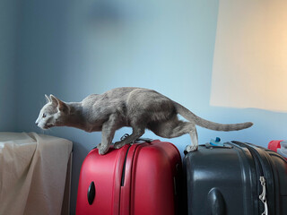 cat on a suitcase