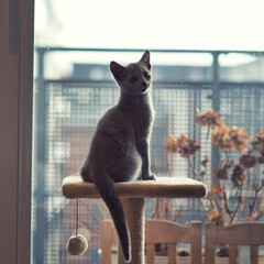 cat on window