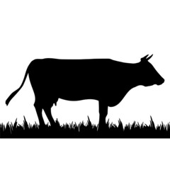 Cow for an icon or symbol isolated on white background