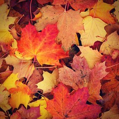 Autumn background. Beautiful colorful leaves in nature with the sun. Seasonal concept outdoors in autumn park.