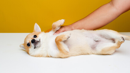 The Pomeranian Spitz is cute and fluffy. Portrait of a cute, fluffy Pomeranian Spitz puppy. play with the boss on a modern bright yellow background empty space for text