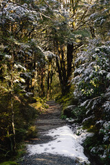 Snowy path in the middle of the forest on a frosting morning