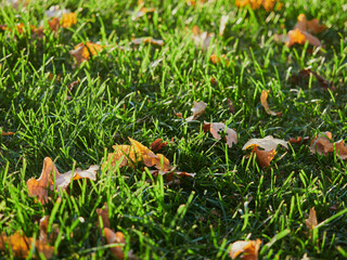 In autumn. Colorful maple leaves are lying on the grass