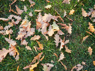 In autumn. Colorful maple leaves are lying on the grass