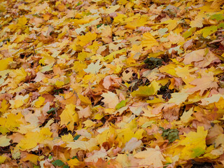 In autumn. Colorful maple leaves are lying on the grass