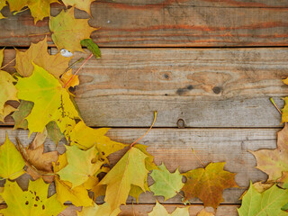Obraz premium autumn background with colored leaves on a wooden board
