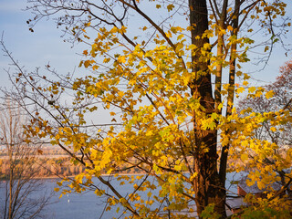 In the autumn park golden autumn. a lonely tree against the sky.