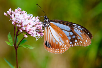 Fototapeta na wymiar 渡り蝶のアサギマダラ。六甲山麓のフジバカマに群がる。