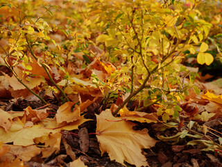 In autumn. Colorful maple leaves are lying on the grass