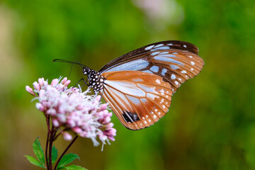 Fototapeta na wymiar 渡り蝶のアサギマダラ。六甲山麓のフジバカマに群がる。