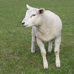Naklejka na ściany i meble Portrait of a lamb of a white Flemish sheep
