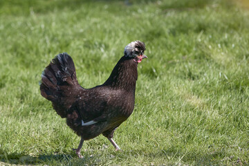Poland chicken with white crest in the garden