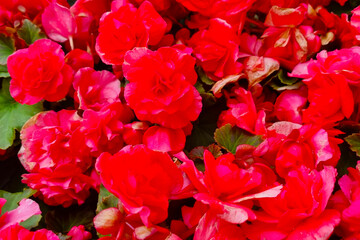 View of flowering garden roses, blurred background.