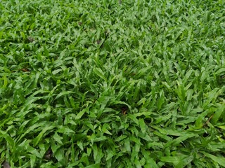 Axonopus compressus, Tropical Carpet Green leaves lawn grass in garden nature background