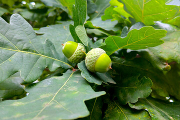 Close-up on a green branch with acorns.