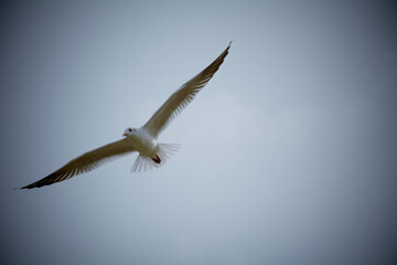 seagull in flight