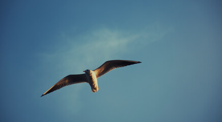 seagull in flight